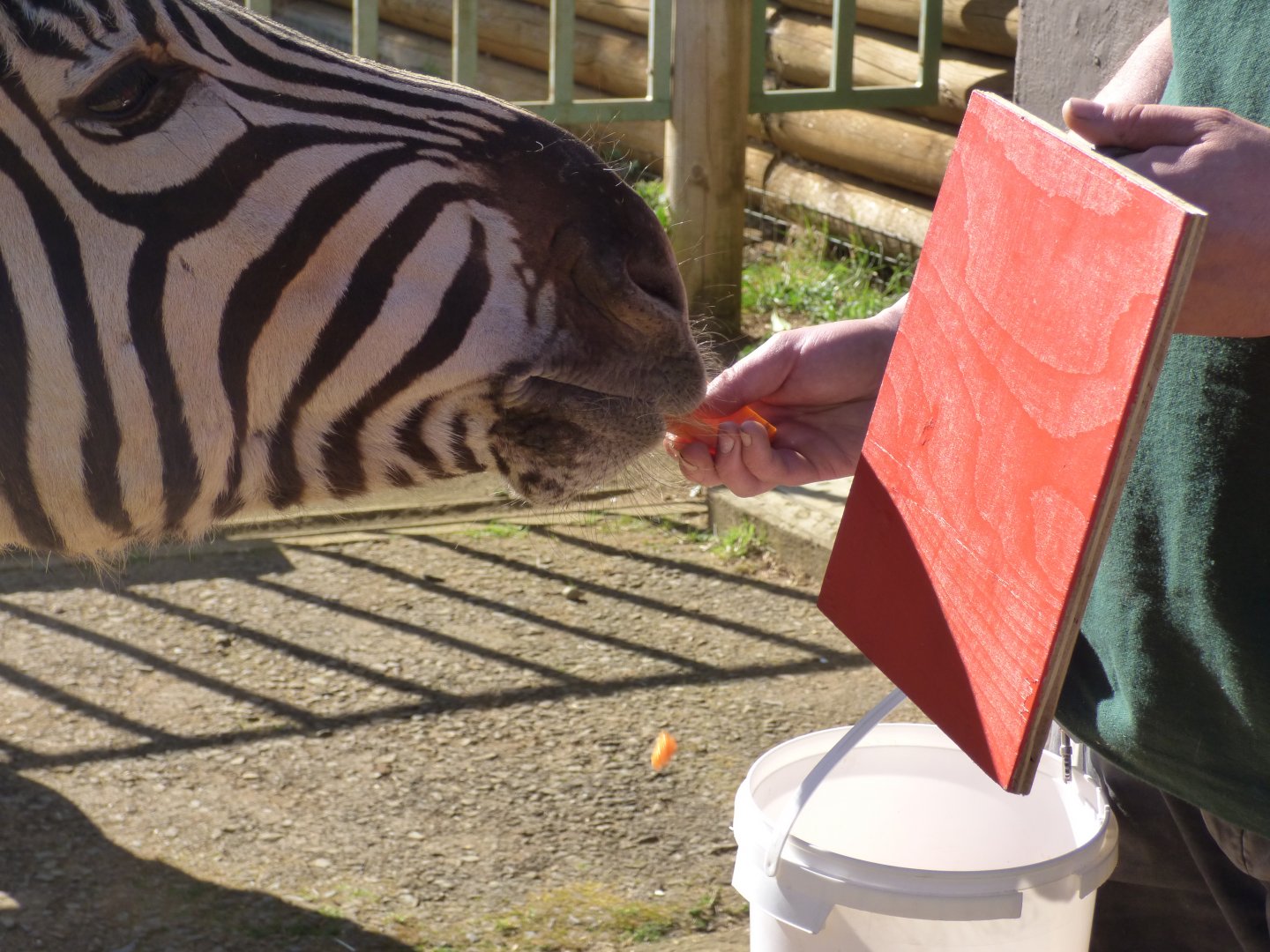 Zebra Target Training