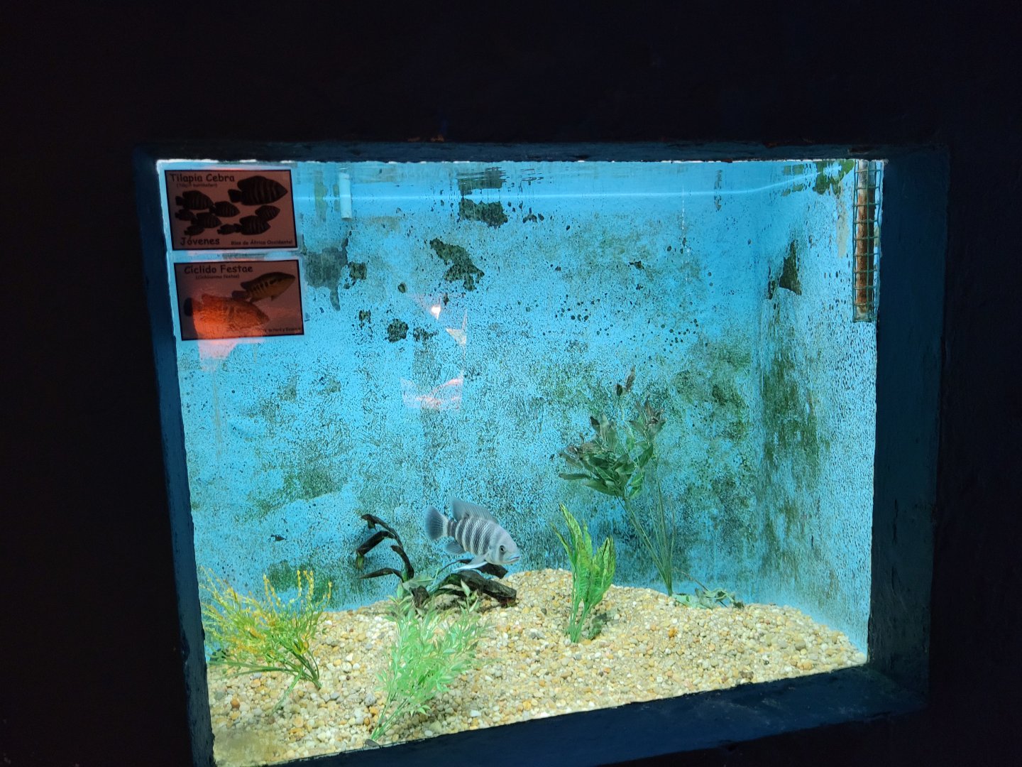 Zebra tilapia and Guayas cichlid exhibit -Zoo de Santillana del Mar (2023)