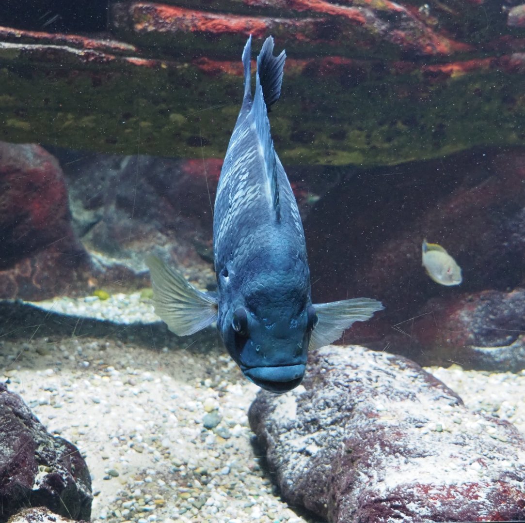 Zebra tilapia (Heterotilapia buettikoferi), 2024-02-17