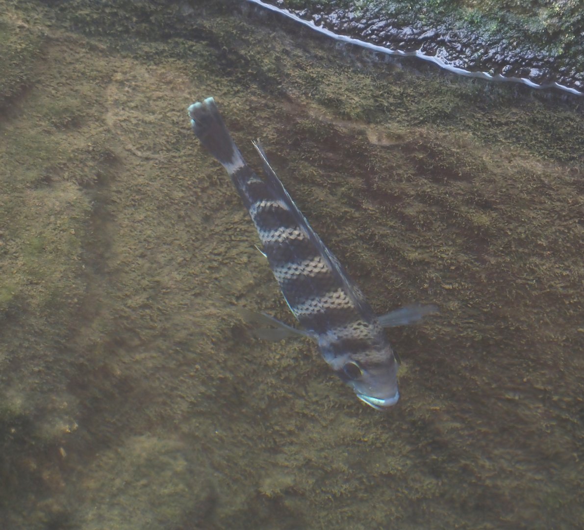 Zebra tilapia (Heterotilapia buettikoferi), 2024-06-30