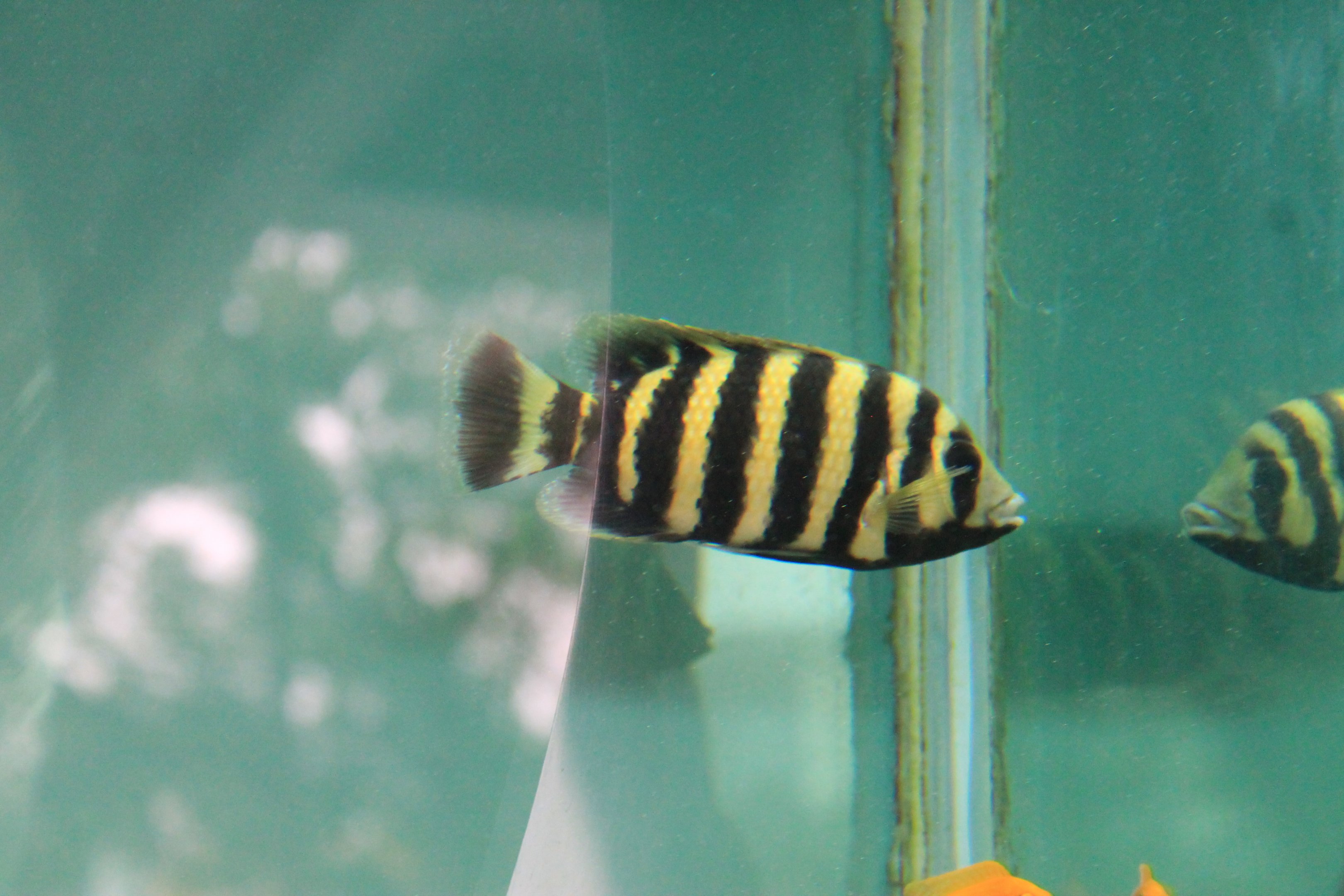 Zebra Tilapia (Heterotilapia buettikoferi)