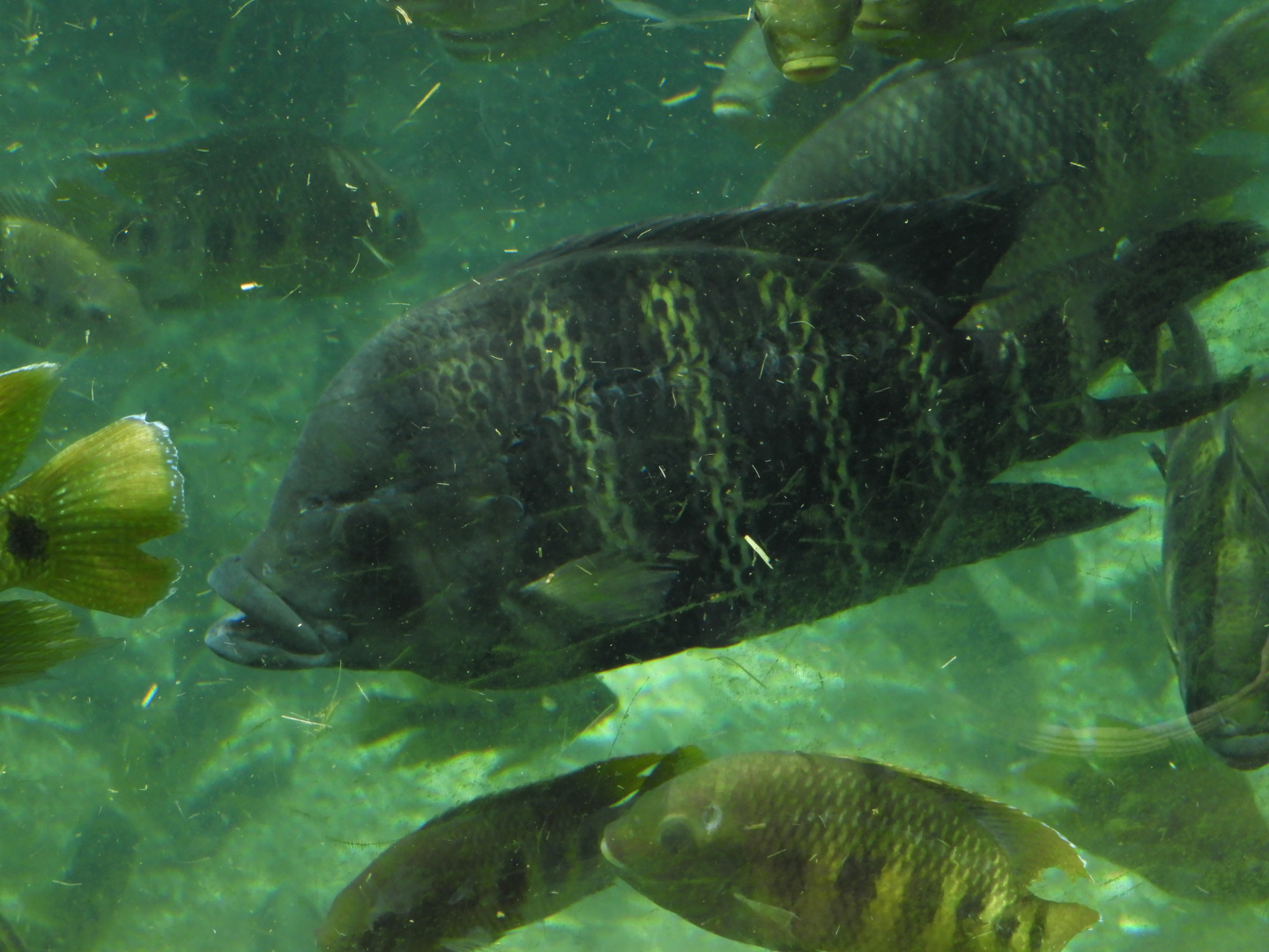 Zebra Tilapia (Heterotilapia buttikoferi)
