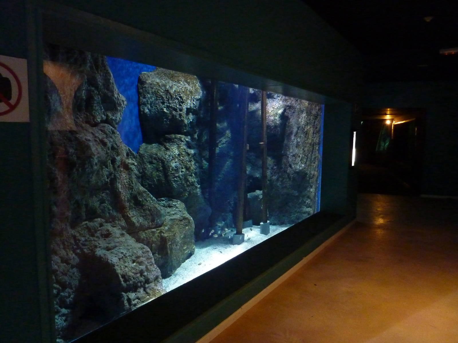 Zebra tilapia tank, 10th April 2012