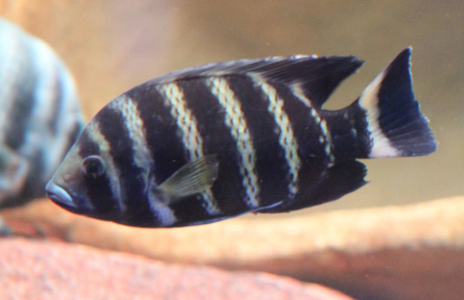 Zebra tilapia
