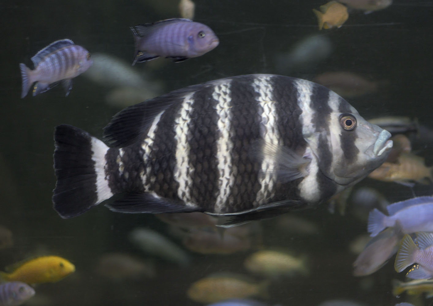 Zebra tilapia
