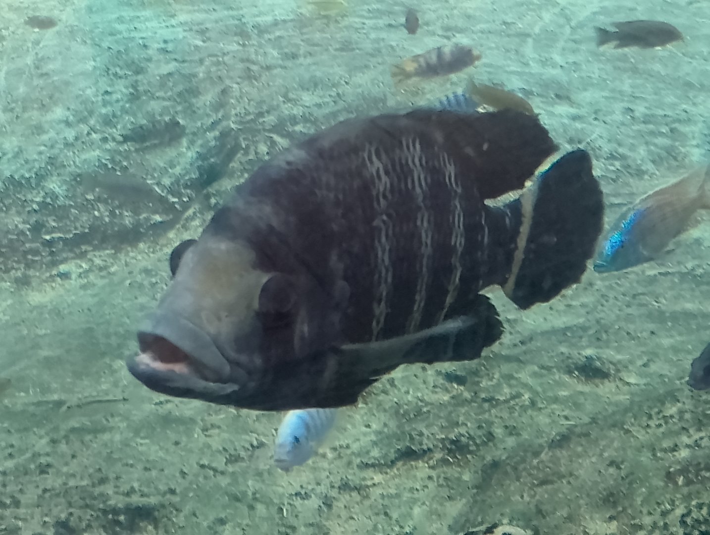 Zebra tilapia