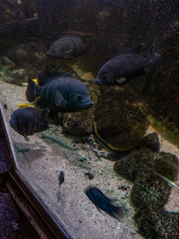 Zebra-Tilapie (Heterotilapia buttikoferi)