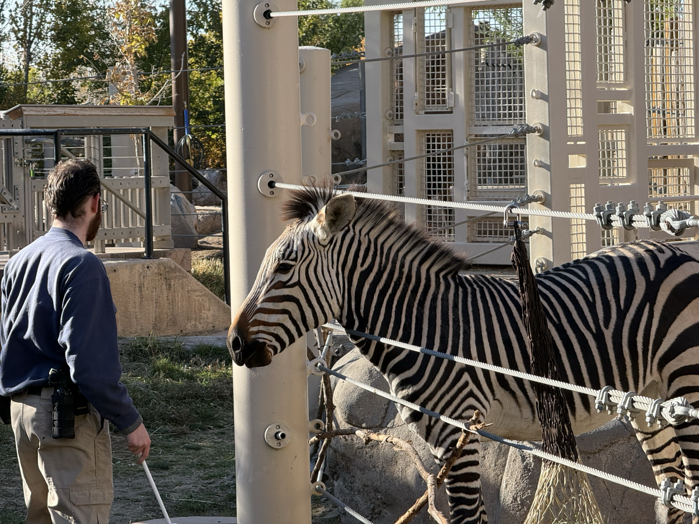 Zebra Training - Lodge Yard - High Desert Oasis