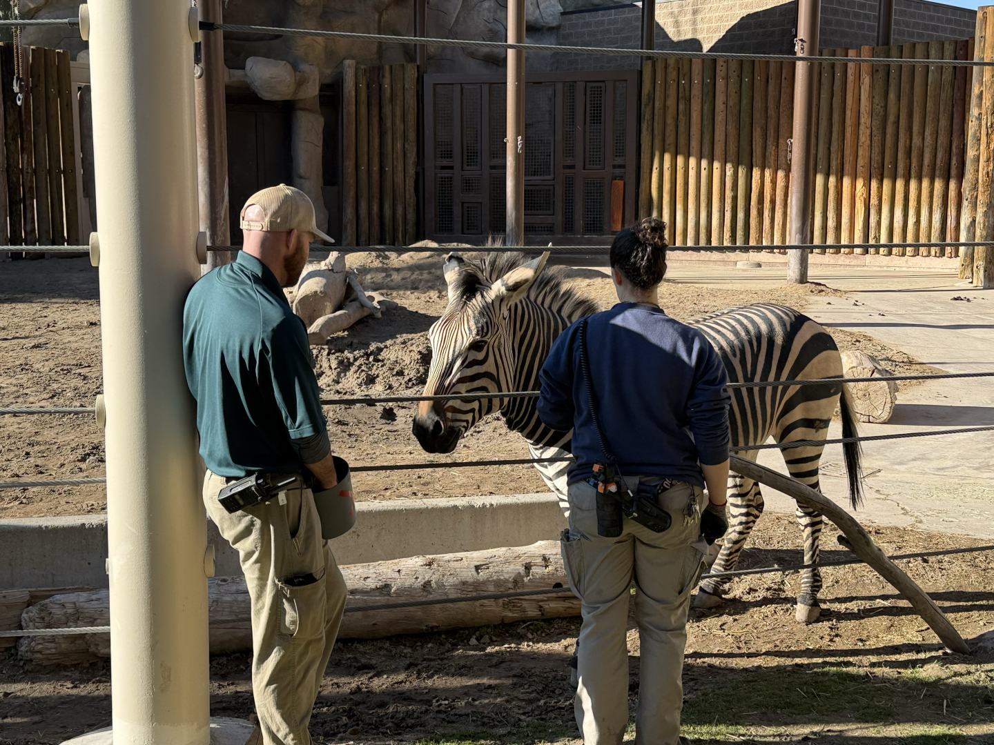 Zebra Training - Lodge Yard - High Desert Oasis