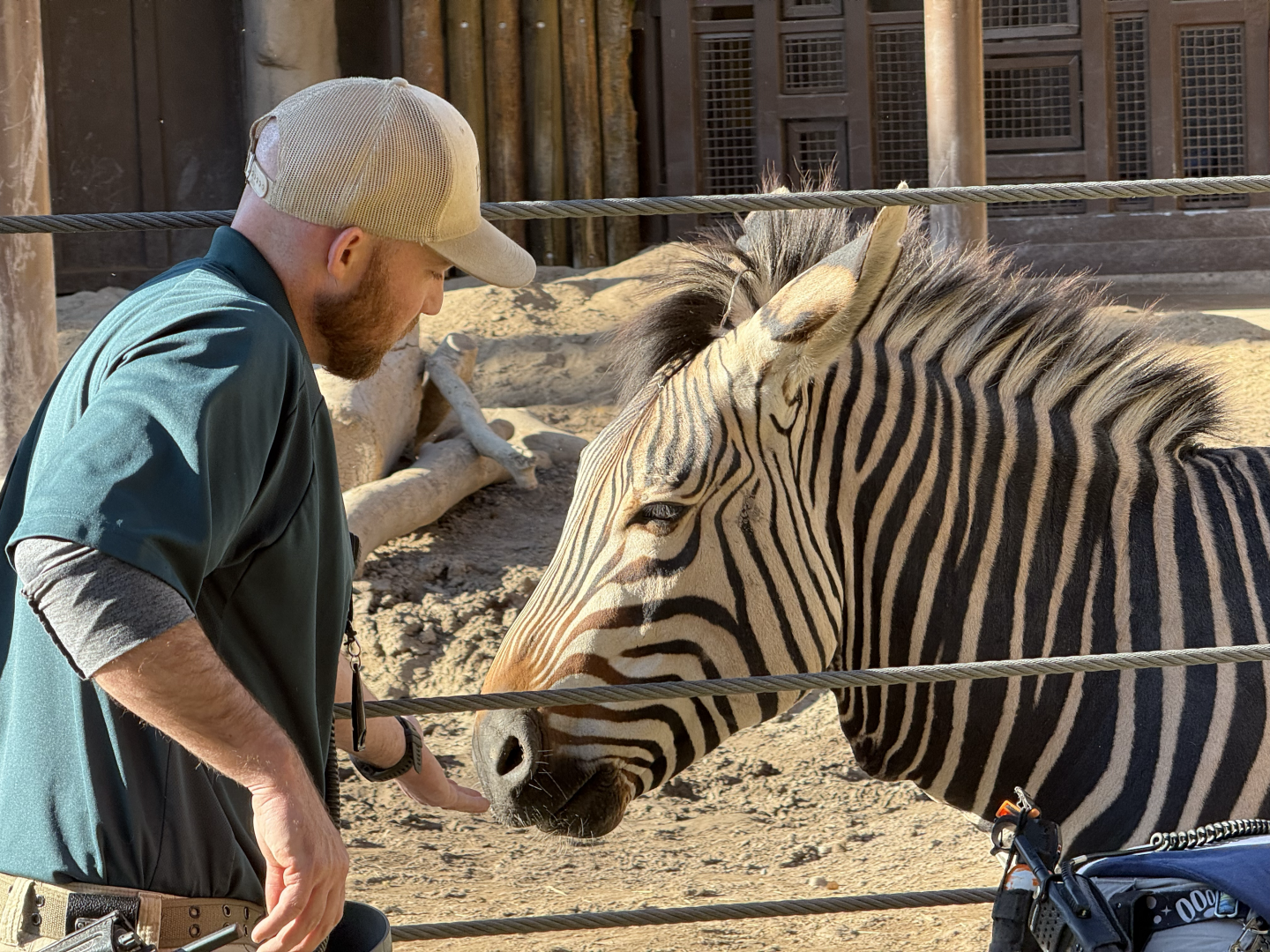 Zebra Training - Lodge Yard - High Desert Oasis
