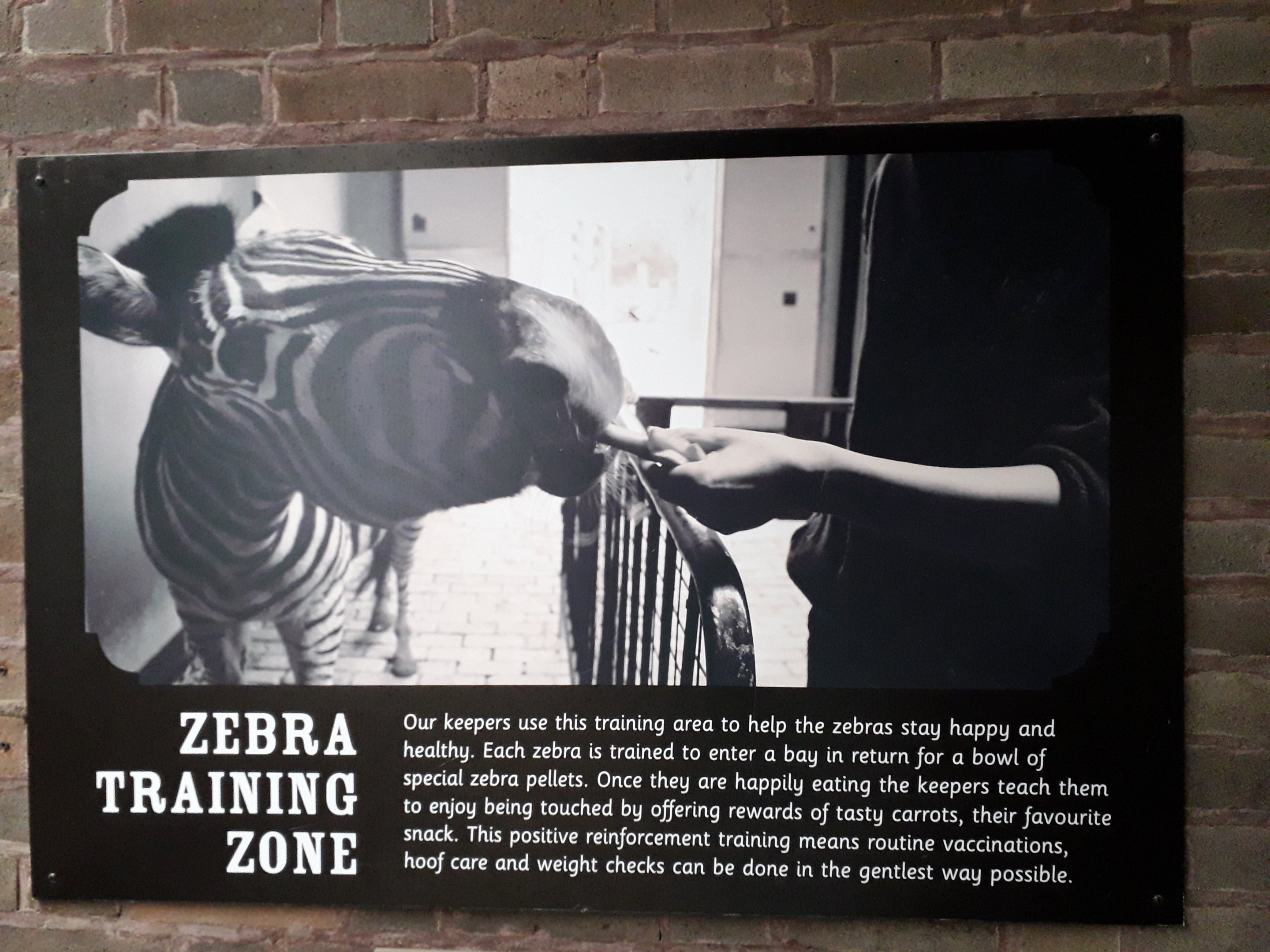 Zebra training sign