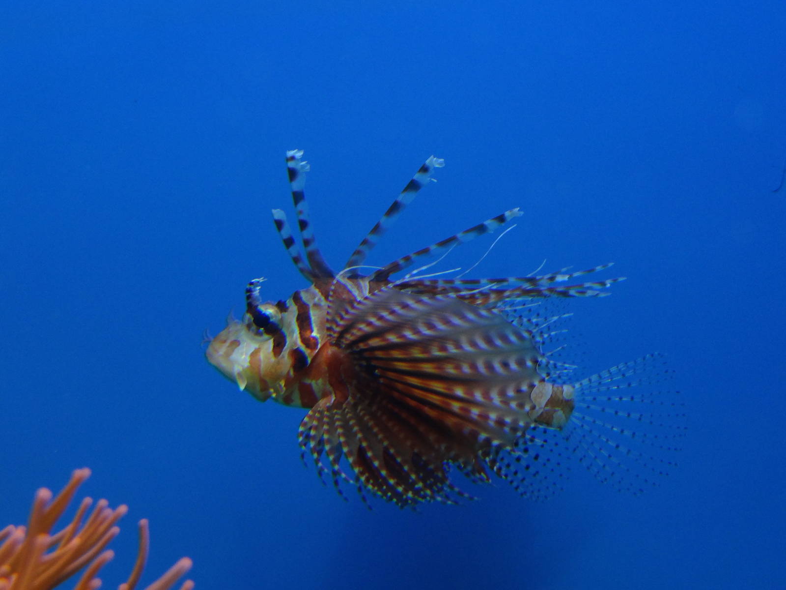 Zebra turkey fish (Dendrochirus zebra)