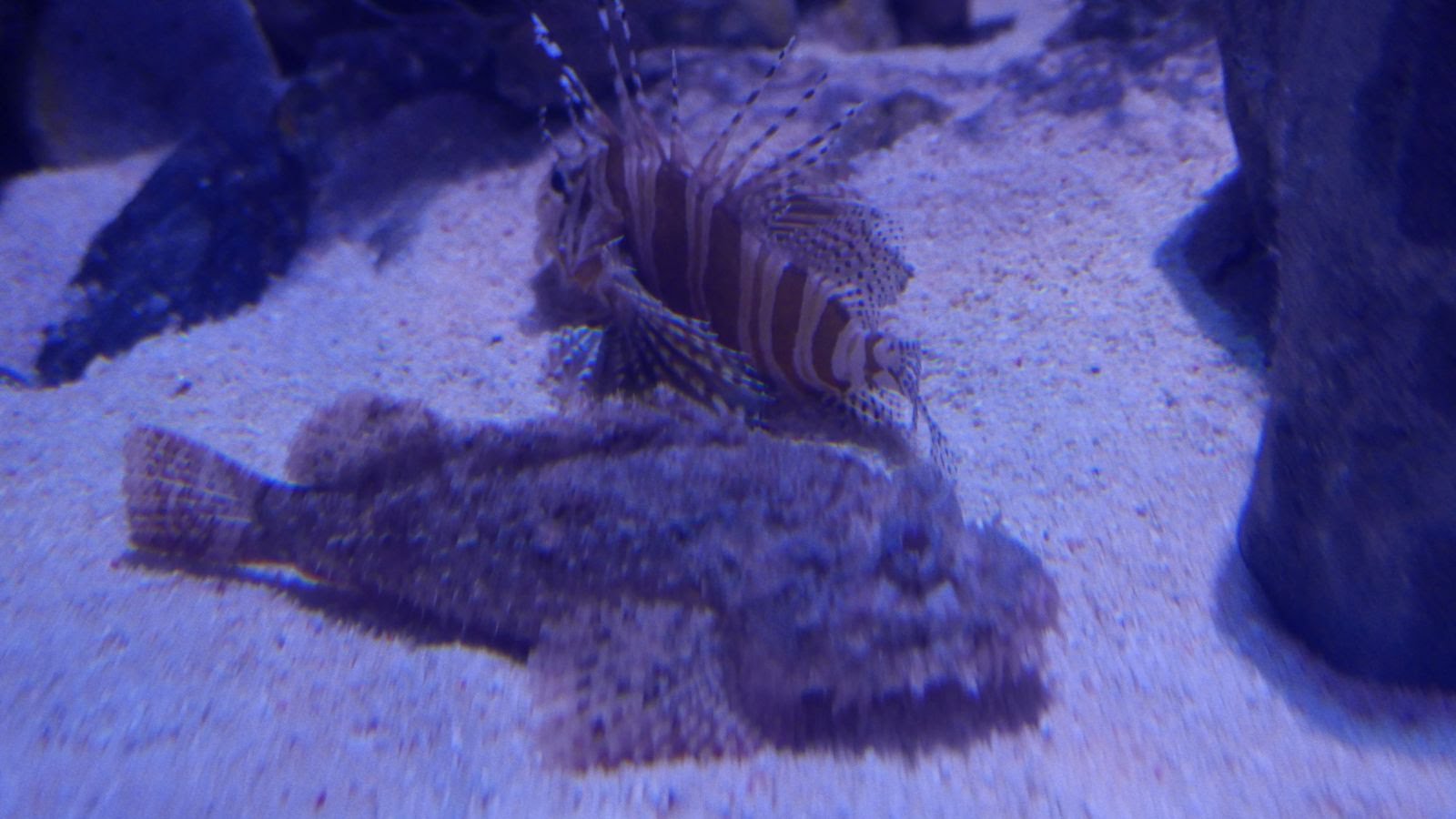 Zebra Turkeyfish and Scorpionfish