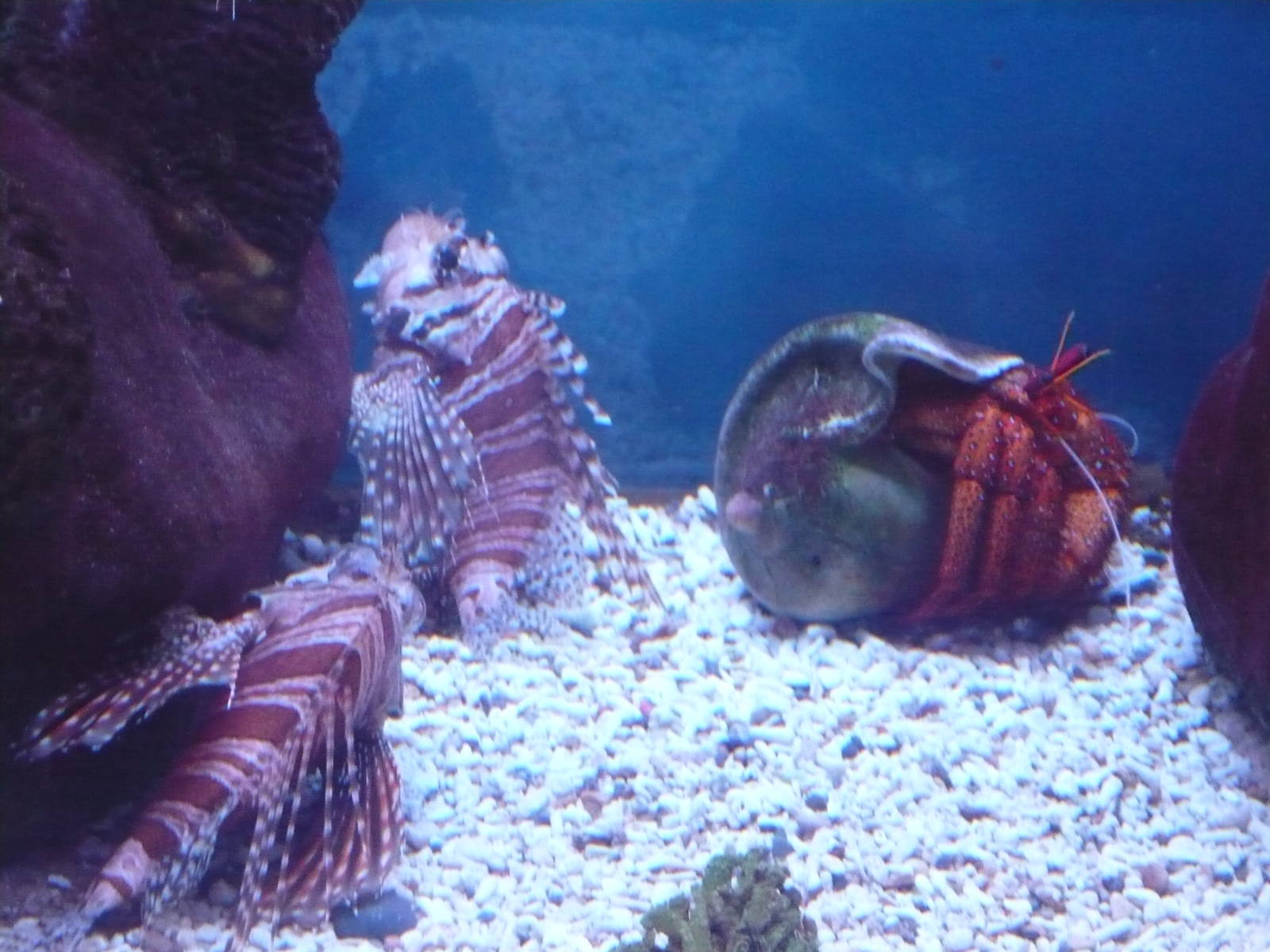 Zebra turkeyfish (Dendrochirus zebra) and White-spotted hermit crab (Dardan