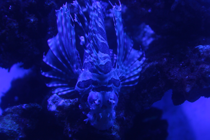 Zebra turkeyfish (Dendrochirus zebra) - BXSea