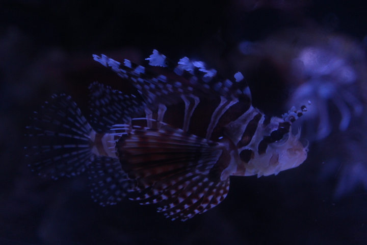Zebra turkeyfish (Dendrochirus zebra)