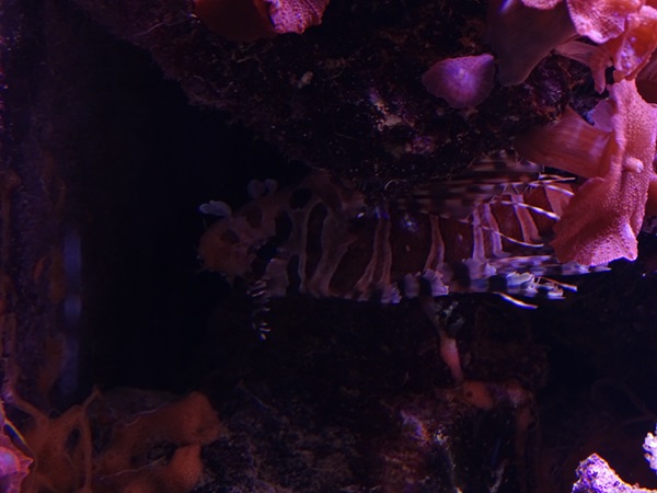 Zebra turkeyfish (Dendrochirus zebra)