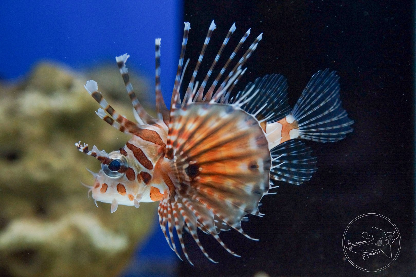 Zebra Turkeyfish (Dendrochirus zebra)