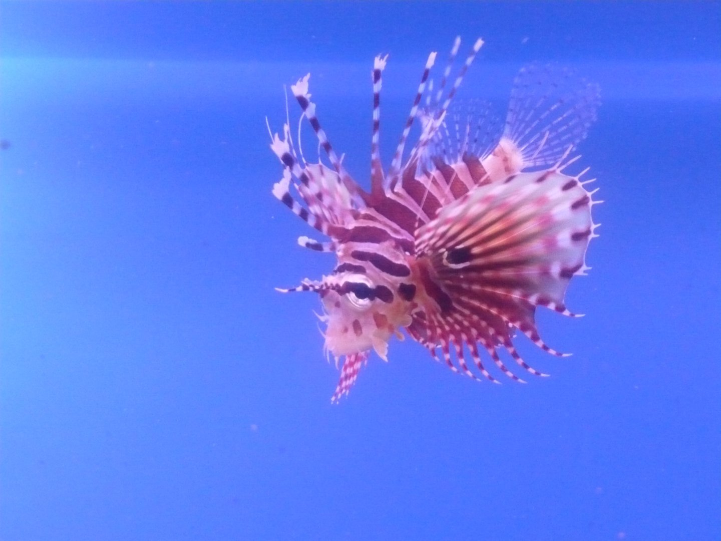 Zebra turkeyfish