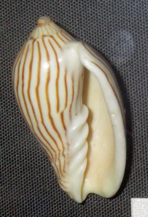 Zebra Volute (Amoria zebra)