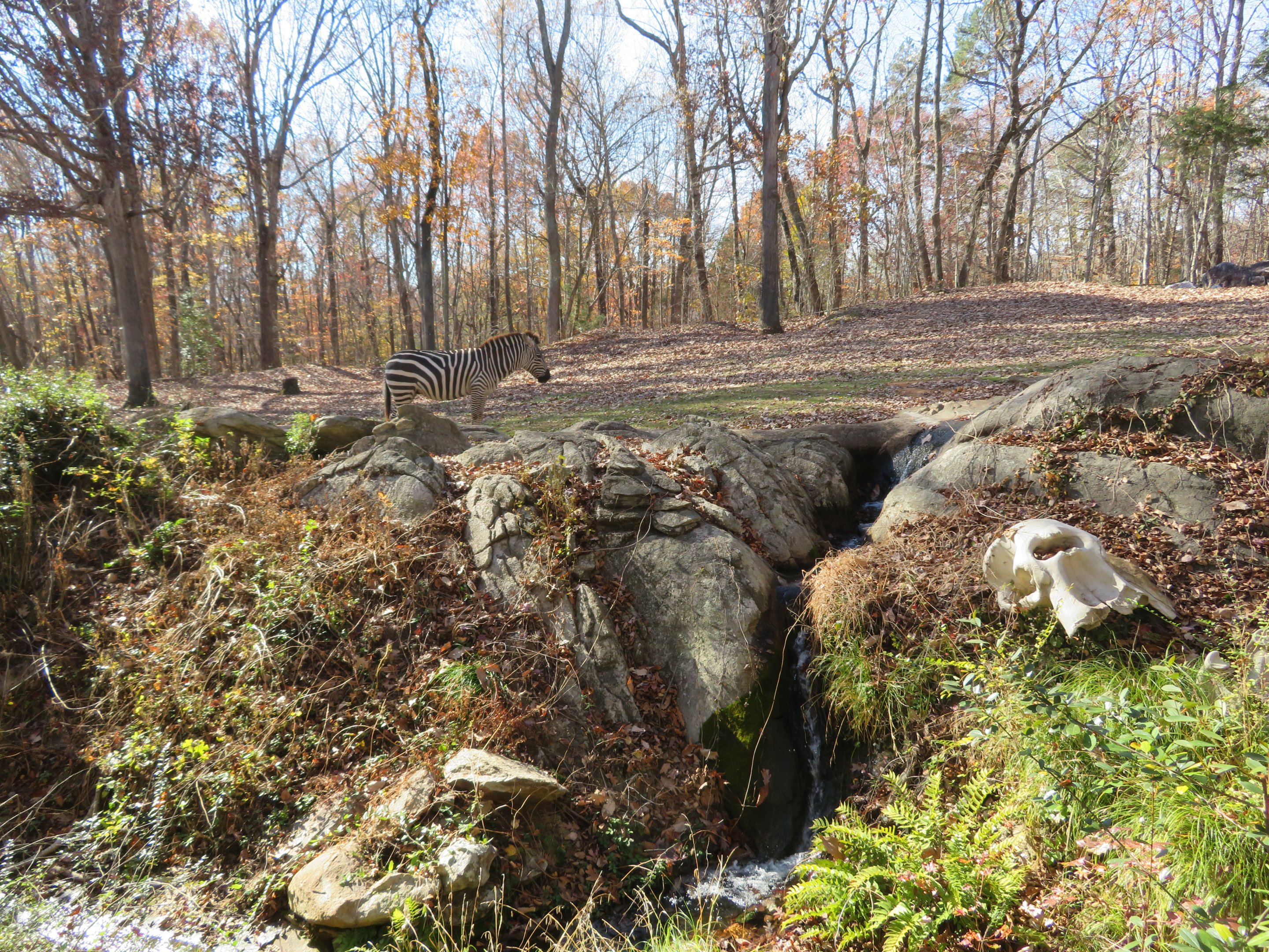 Zebra, Waterfall, Elephant Skull