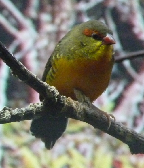 Zebra waxbill (Amandava subflava)