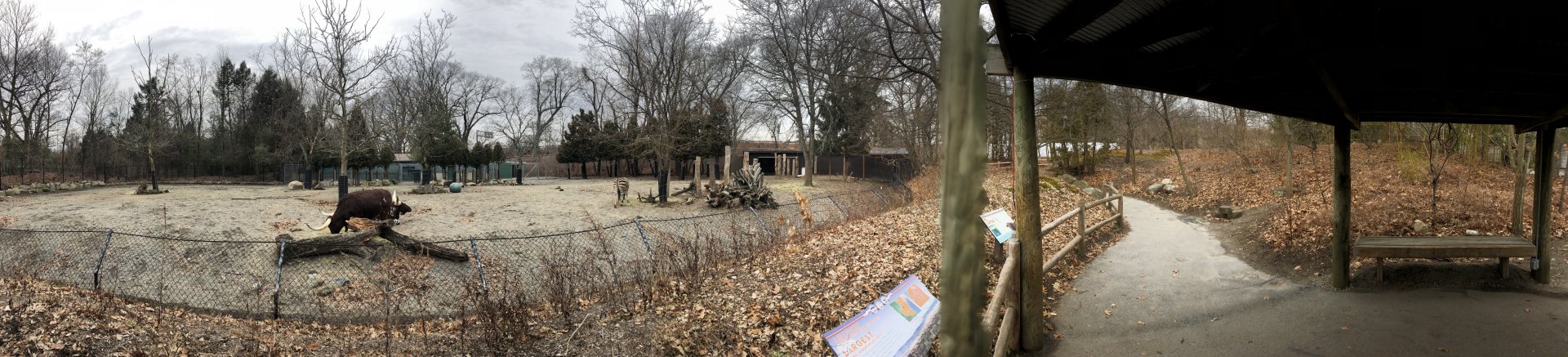 Zebra, Wildebeest and Watusi Enclosure Panorama - Feb, 2020