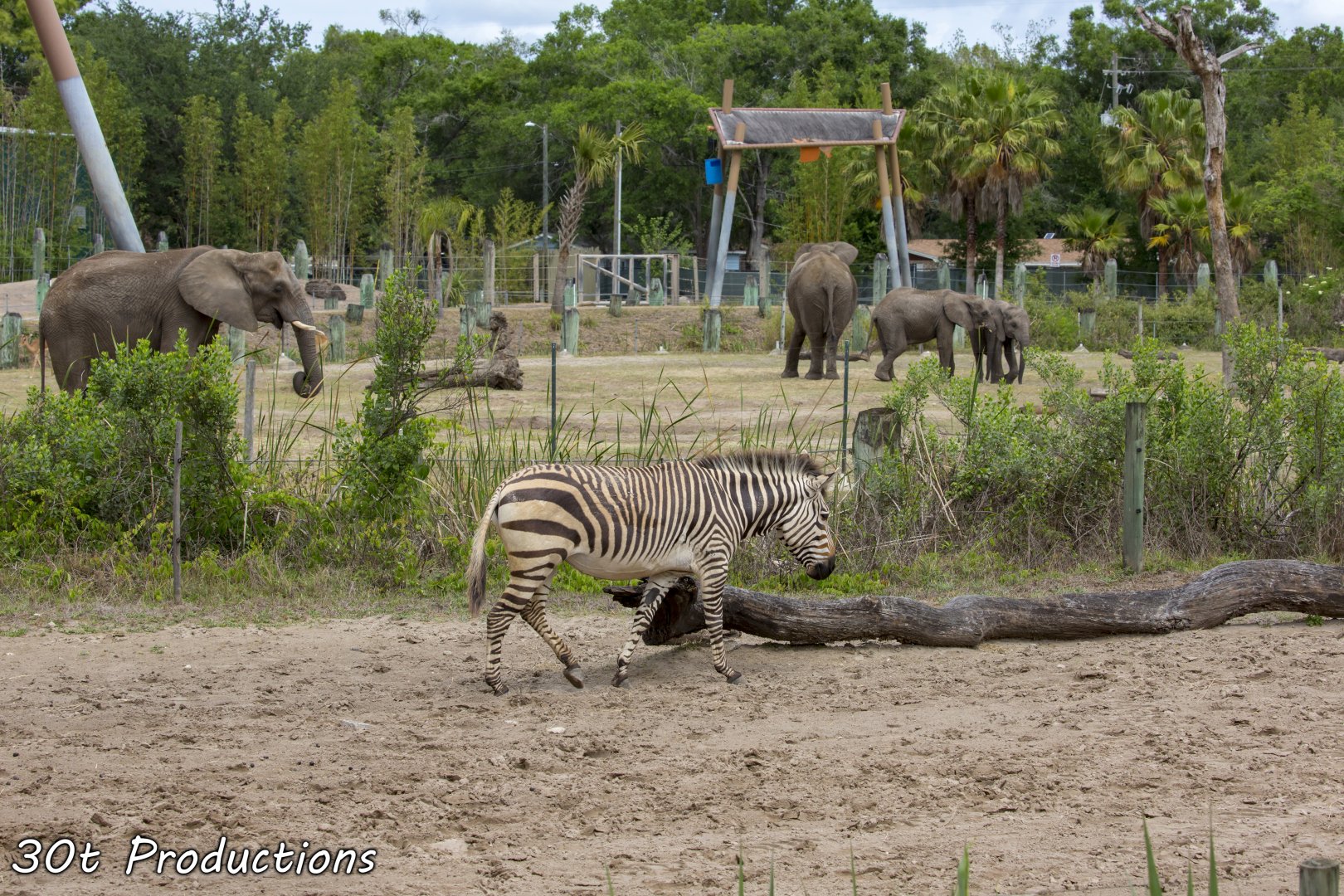 Zebra with elephant yard in the backdrop