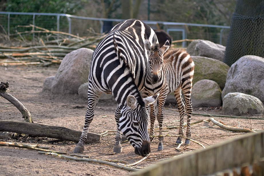Zebra with foal
