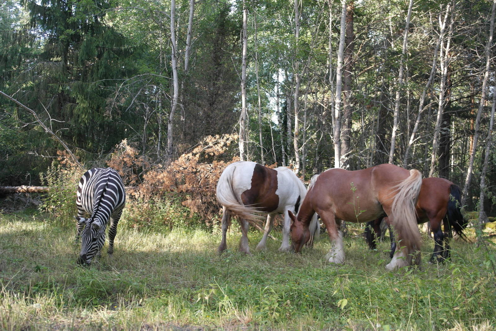 Zebra with horses