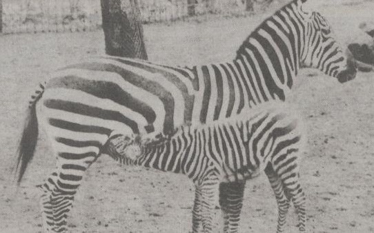 Zebra with young