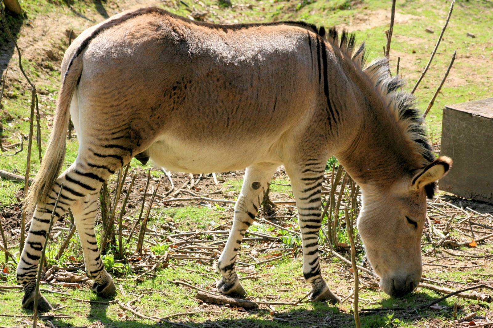 Zebra x donkey hybrid; Groombridge Place; 6th April 2012