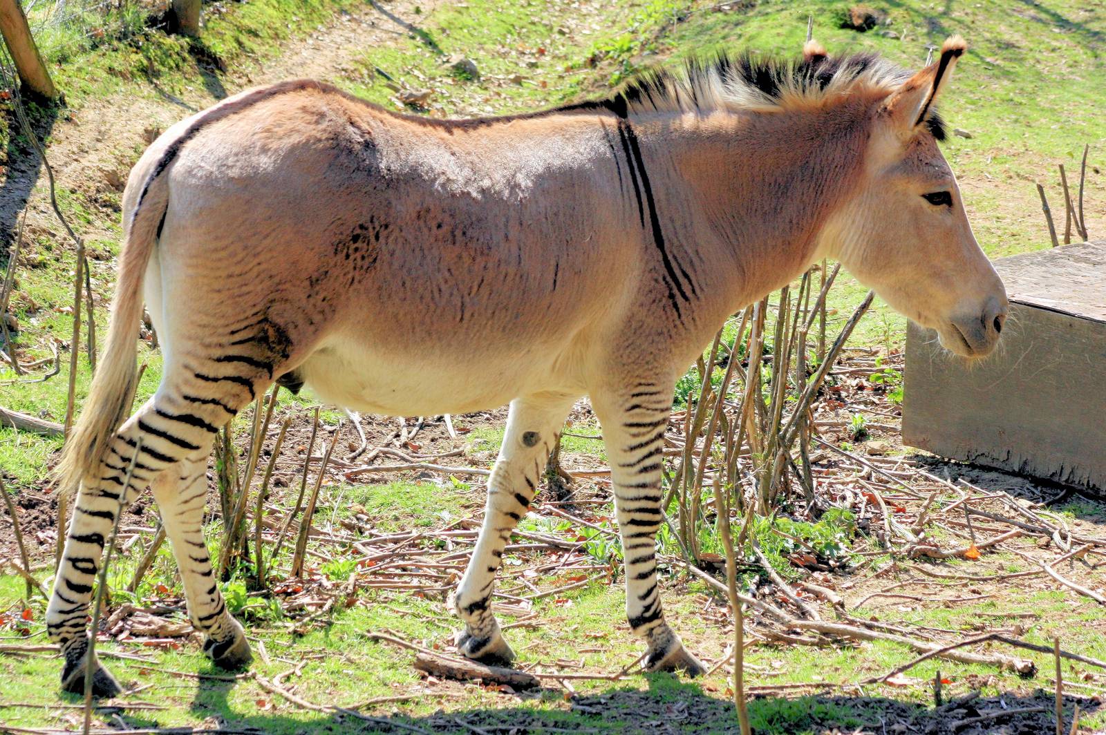 Zebra x donkey hybrid; Groombridge Place; 6th April 2012