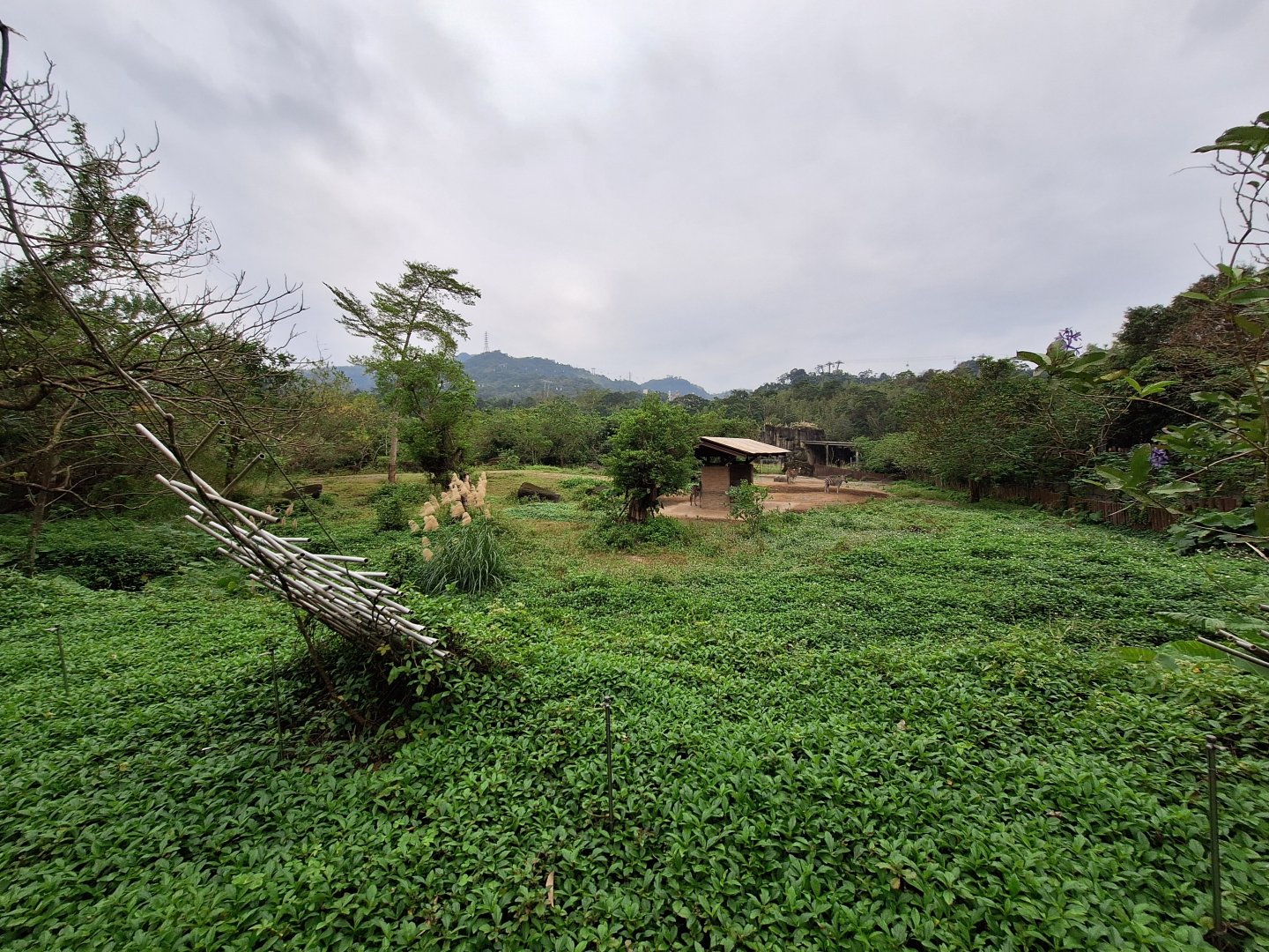 Zebra Yard- African Animals Area