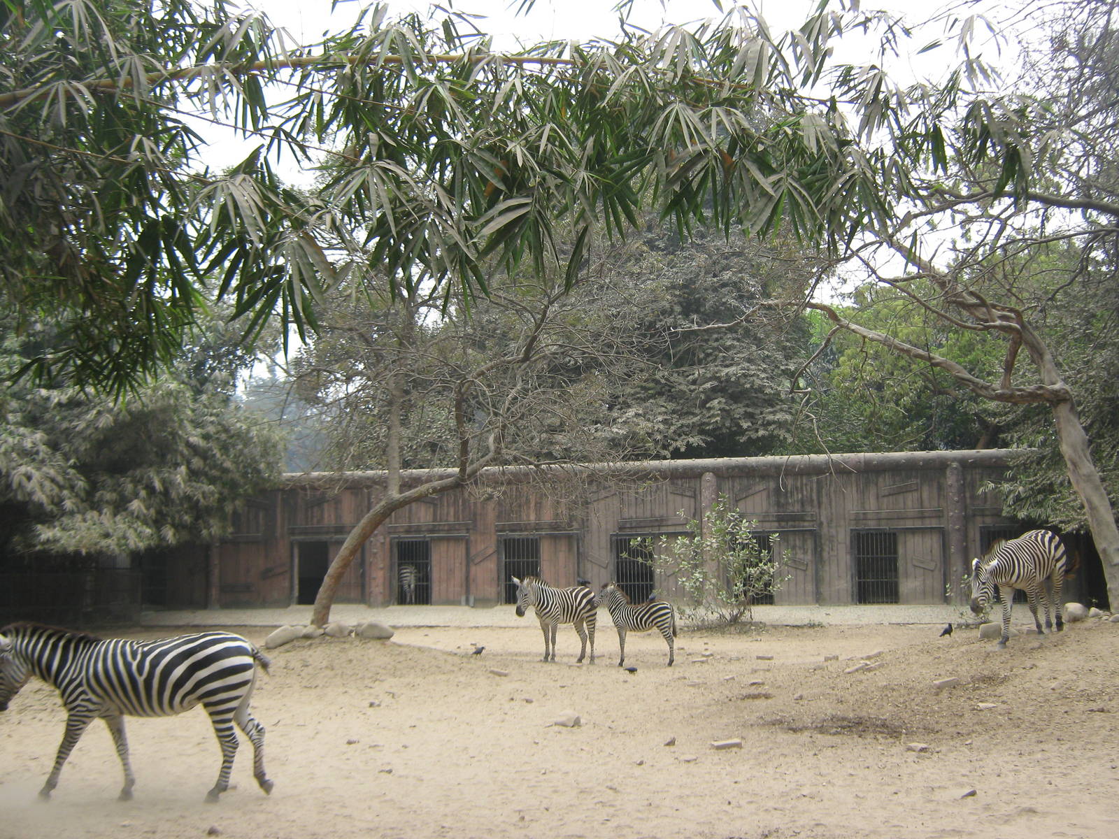 zebra yard