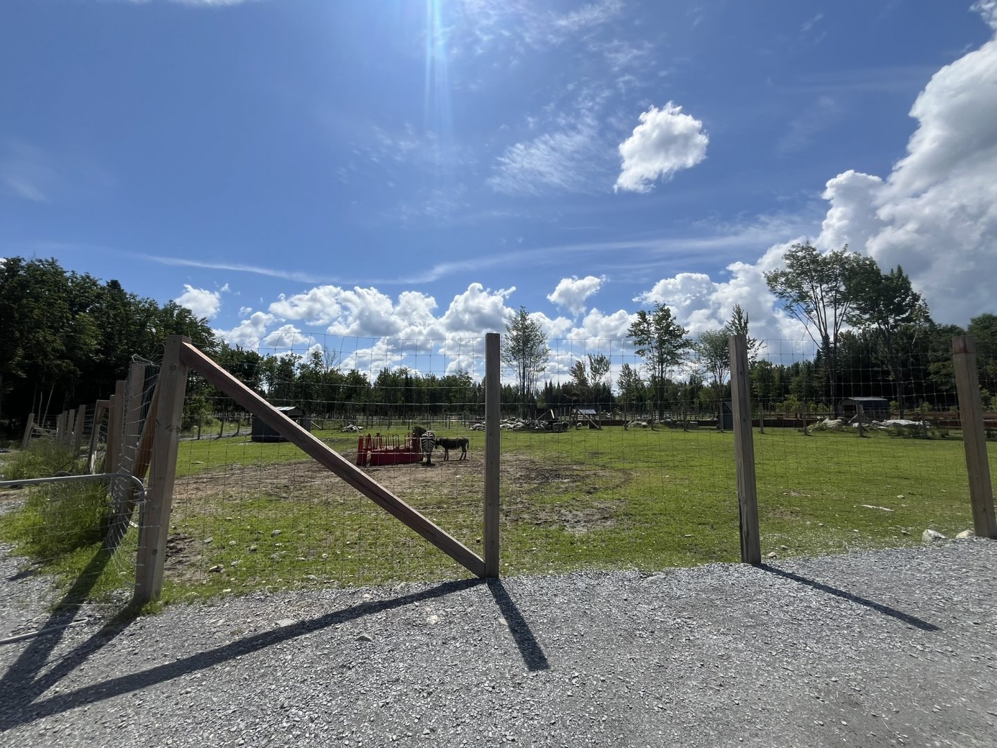 Zebra, zebu cow, donkey exhibit at the Reserve
