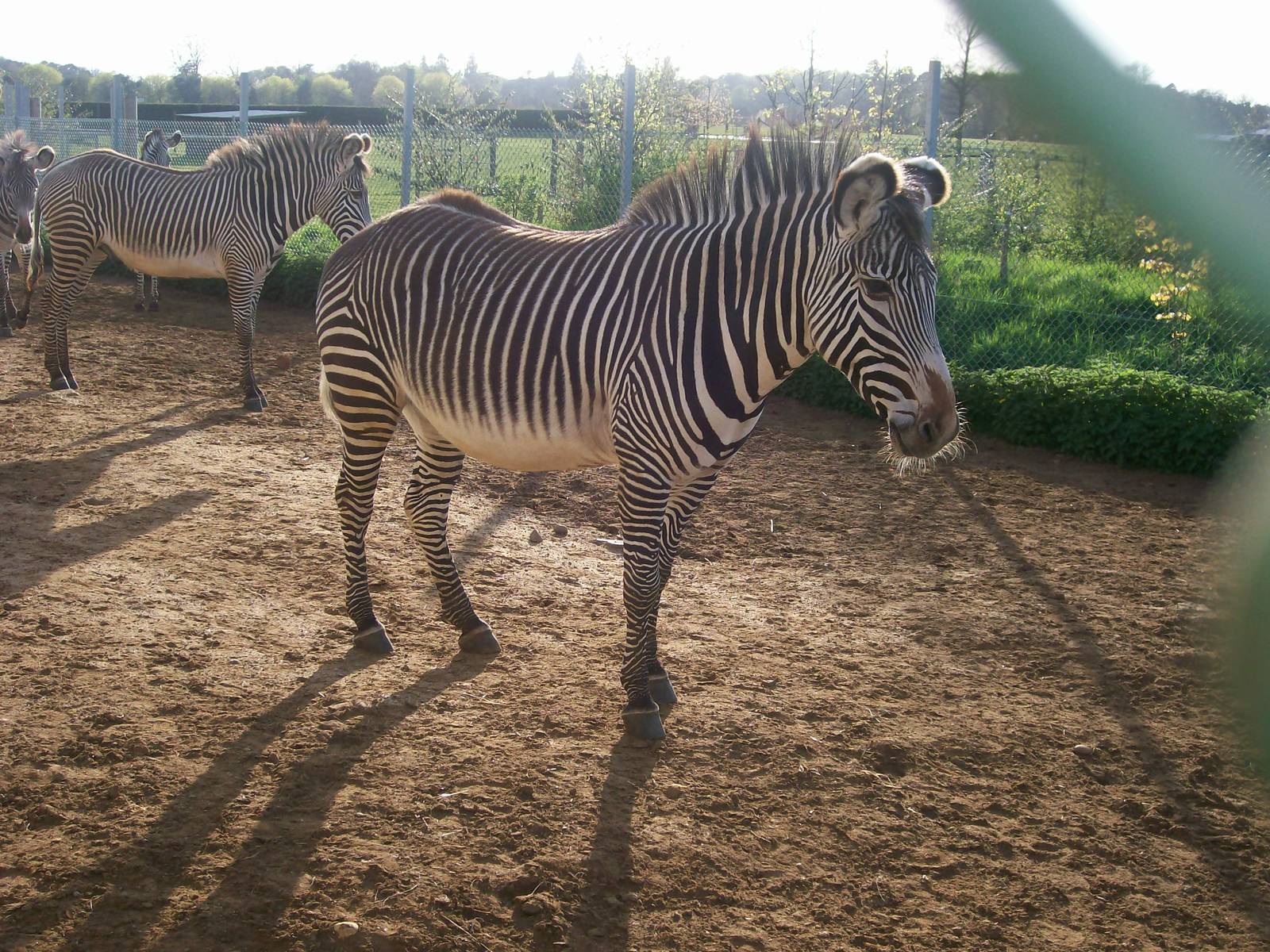 Zebra