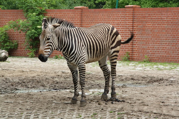 Zebra