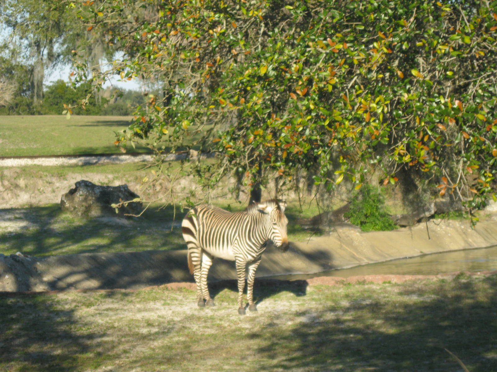 Zebra