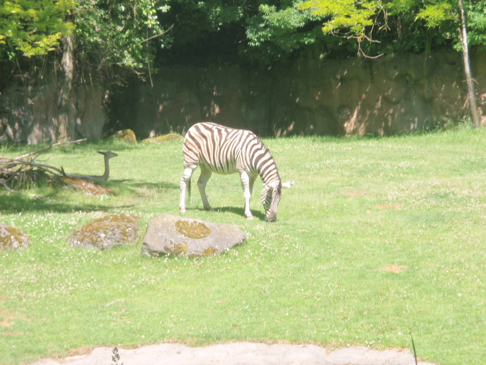 Zebra