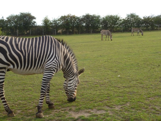 zebra