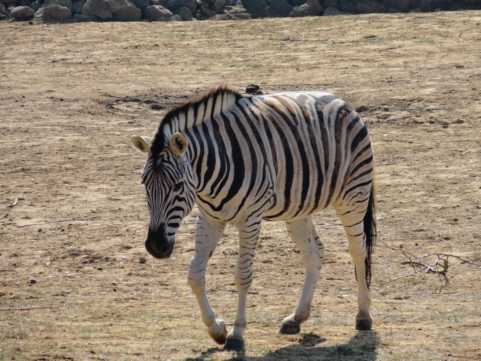 Zebra