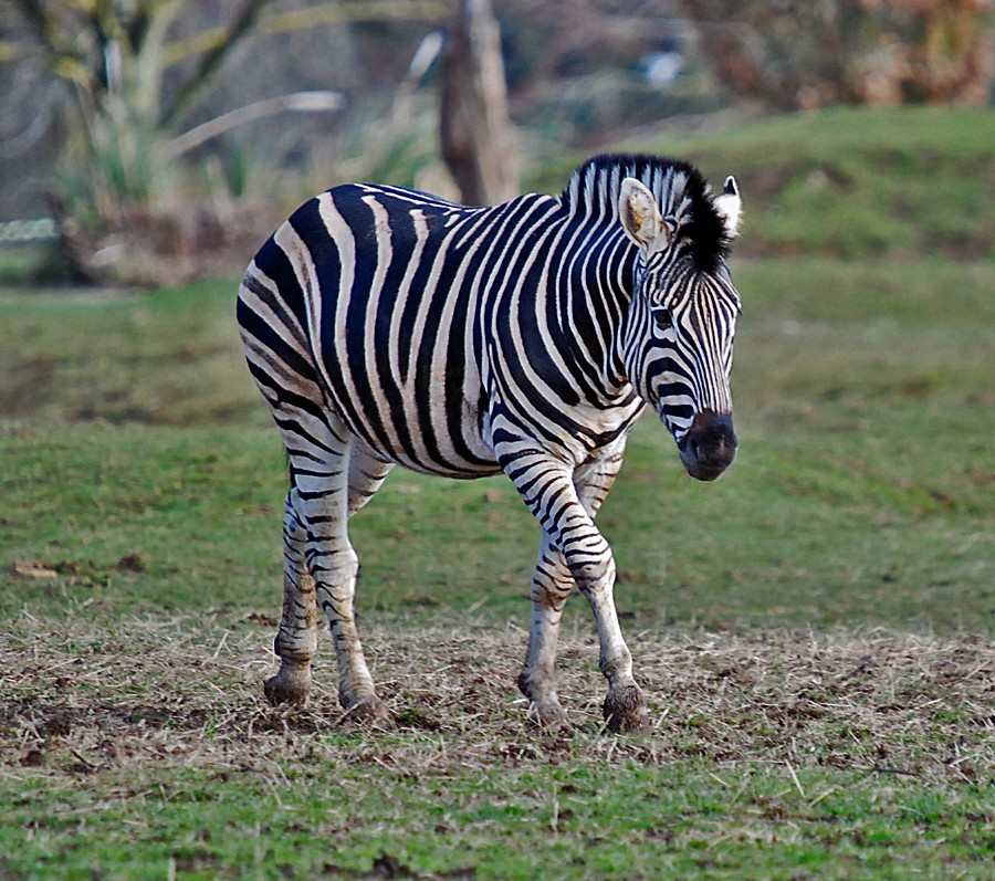 Zebra