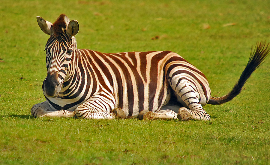 ZEBRA