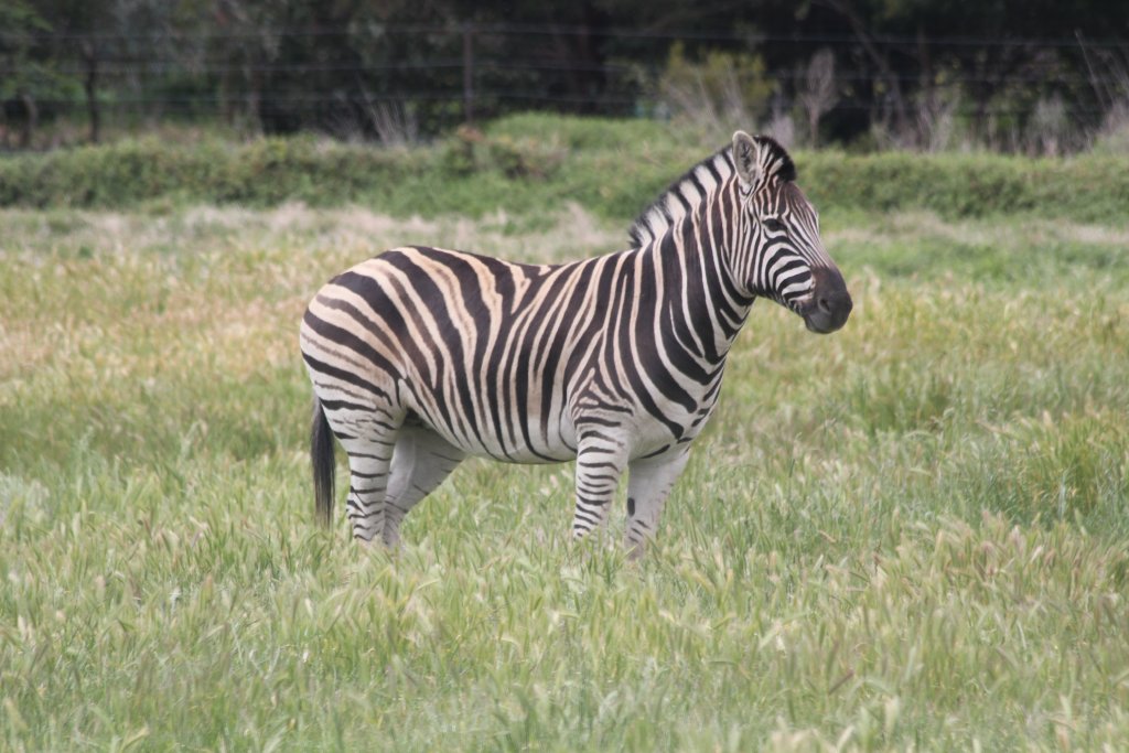 Zebra