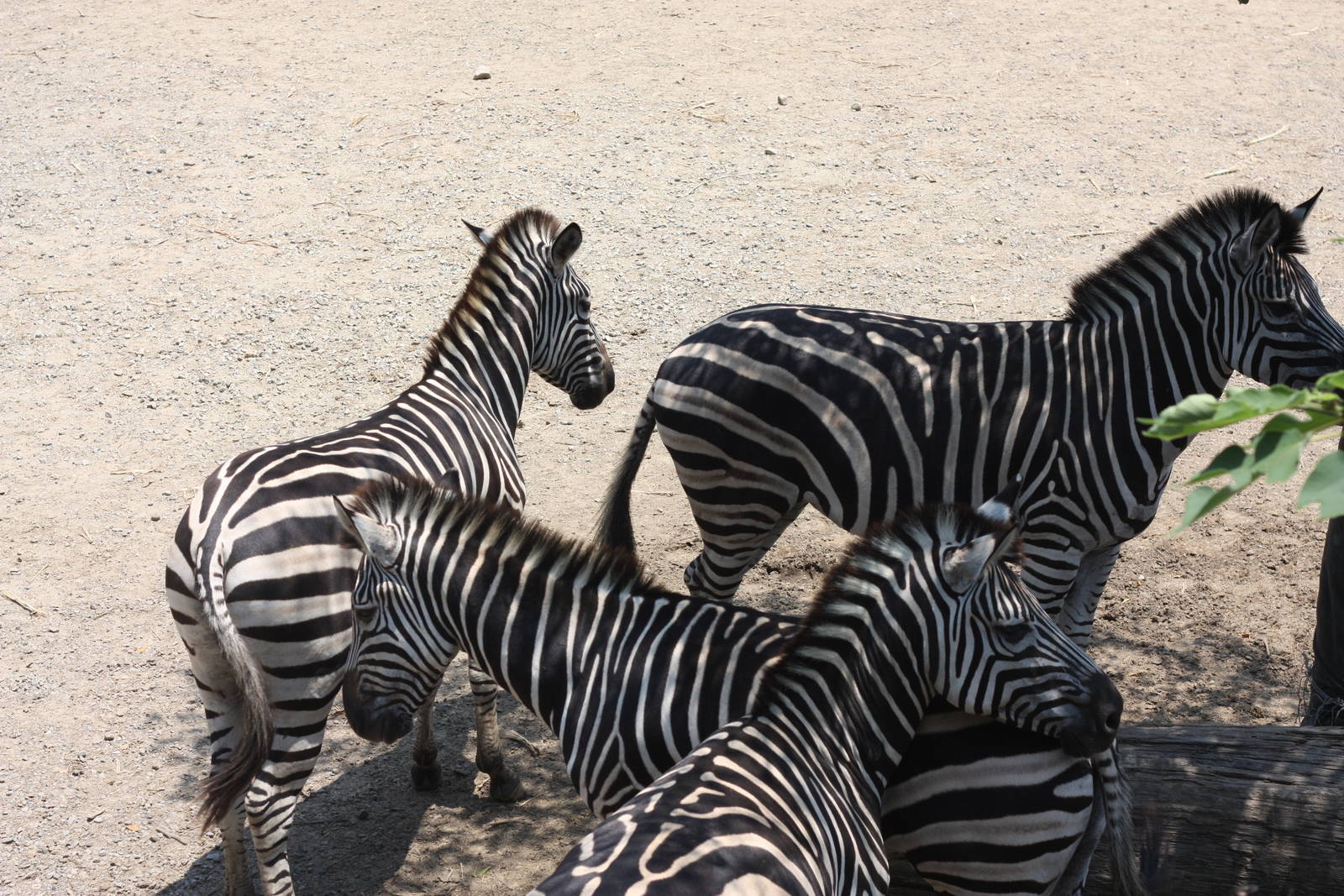 zebra