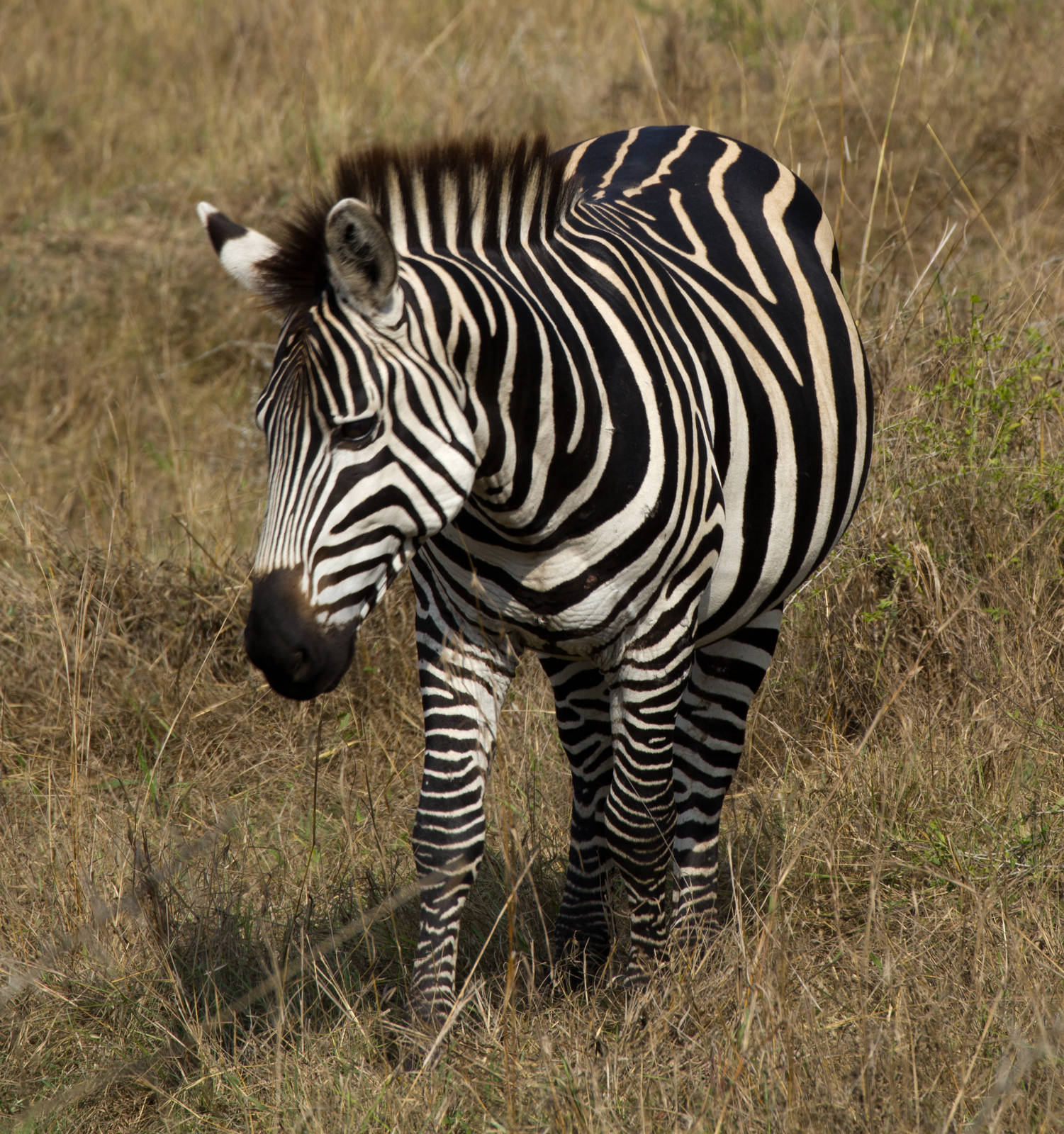 Zebra