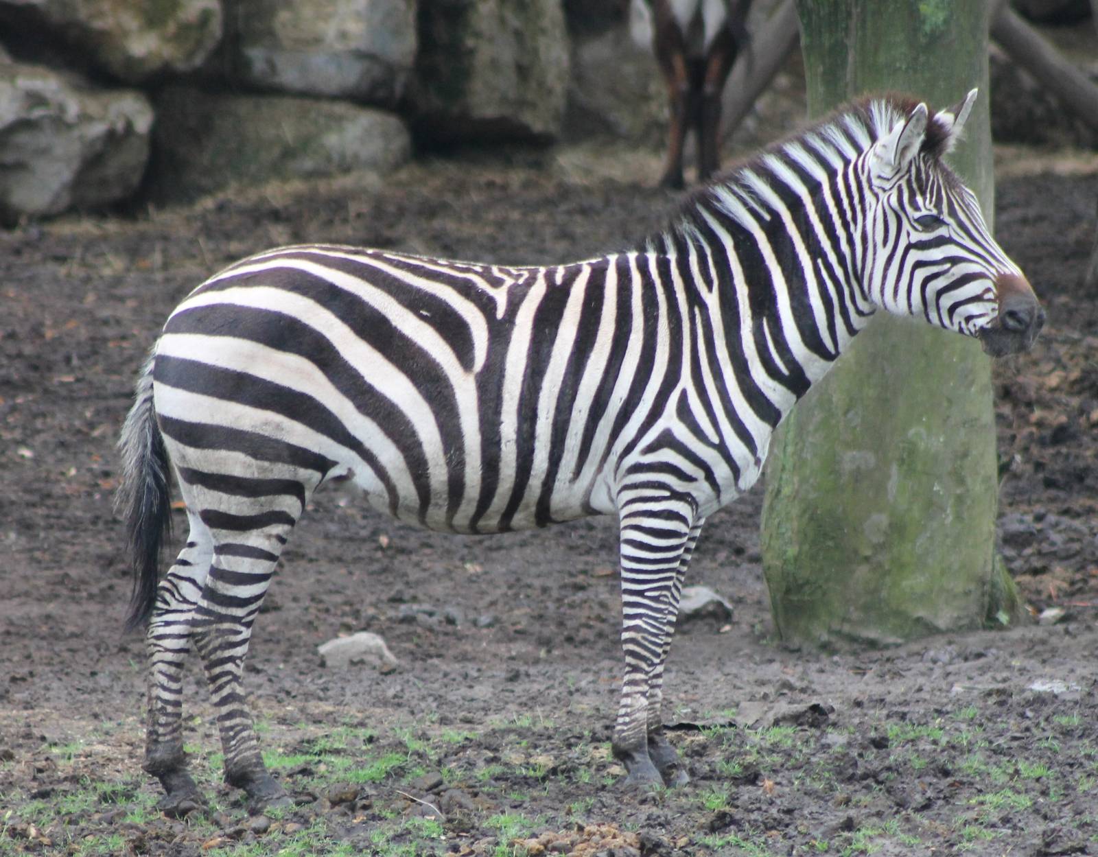 Zebra