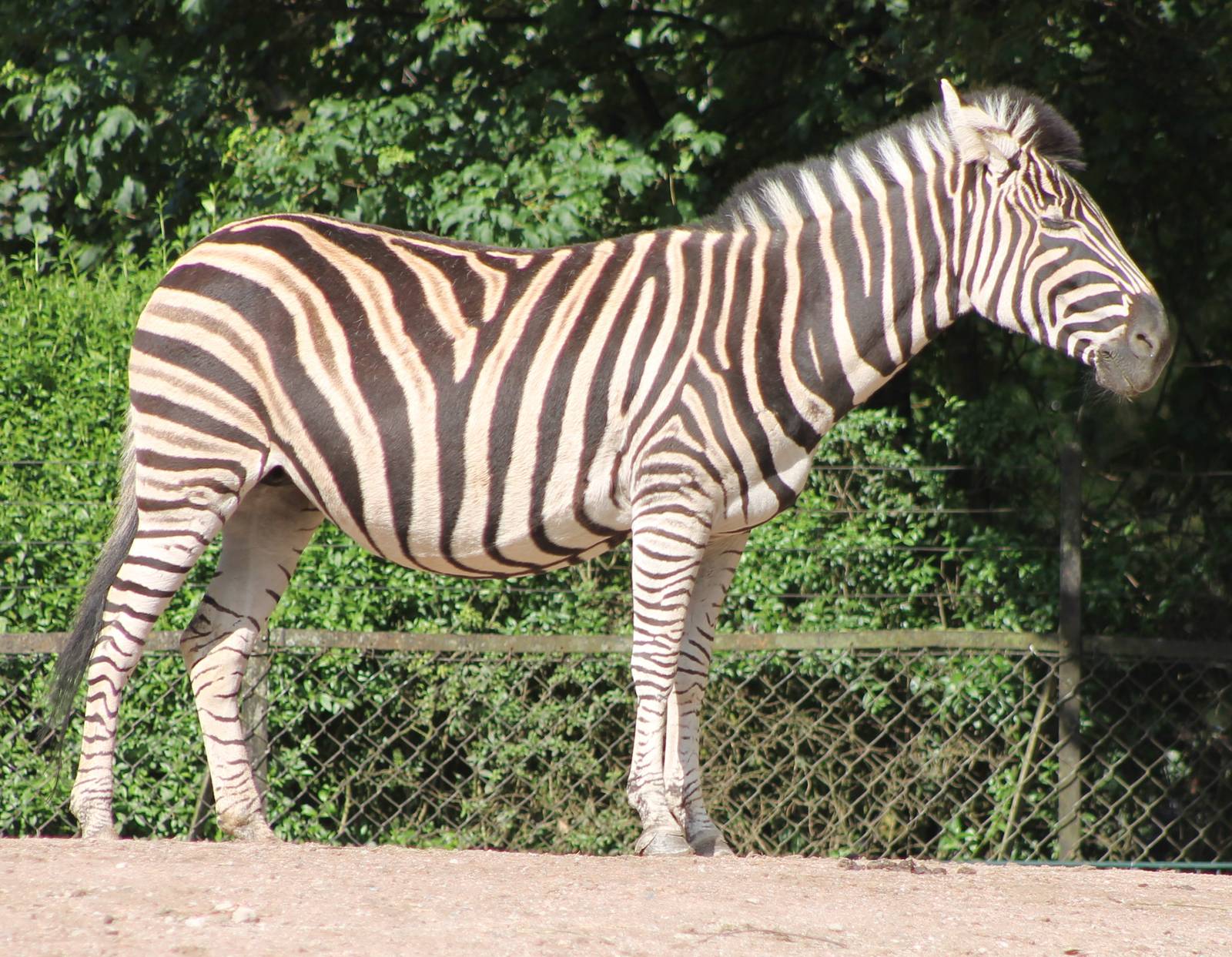 Zebra