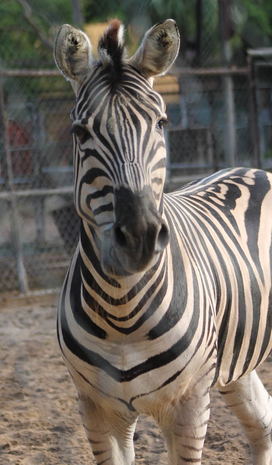 Zebra